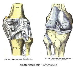 2,828 Right knee Images, Stock Photos & Vectors | Shutterstock