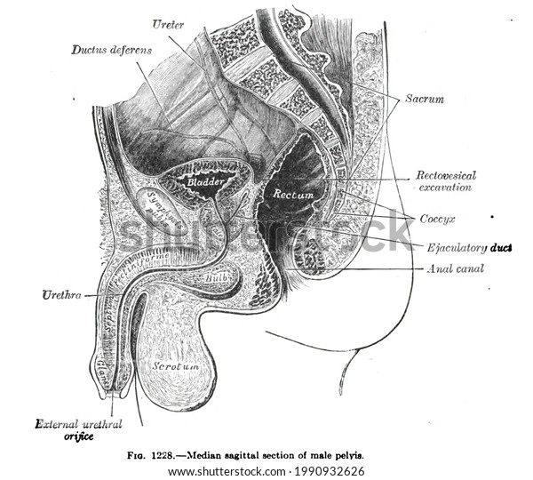 Anatomy Drawing Text Sagittal Section Male Stock Illustration 1990932626