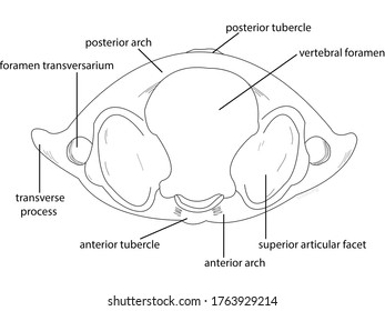 Anatomy Drawing Version Cartoon About Human Stock Illustration 