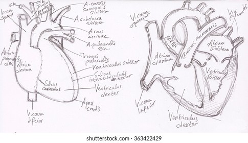 drawing of anatomical heart