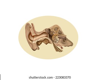 Anatomy Ear