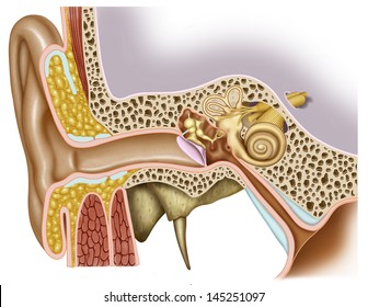 Anatomy of the ear, and detailed schematic illustration of the anatomy of the ear, outer ear ear structure, middle and inner