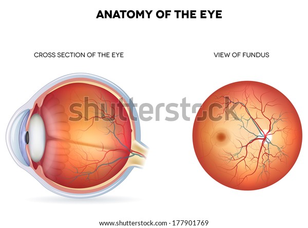 眼の解剖 断面 眼底の視野 詳細なイラスト のイラスト素材