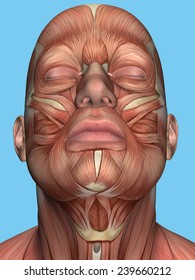 Anatomy of face and neck muscle featuring platysma muscle, sternohyoid muscle, sternocleidomastoid, digastric msucle, mentalis msucle, depressor labii inferioris muscle and orbicularis oculi muscle.