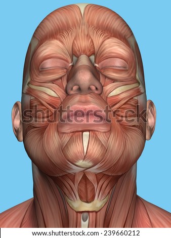 Anatomy Face Neck Muscle Featuring Platysma Stock Illustration