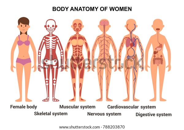 女性の体の解剖 骨格と筋肉 神経 循環系のイラスト のイラスト素材