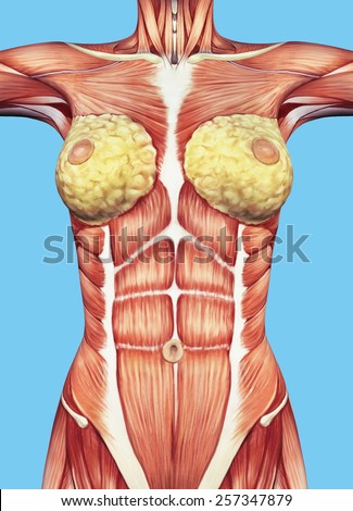 Anatomy Female Chest Torso Featuring Major Stock Illustration 257347879