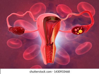Anatomy of female reproductive system. 3d render	