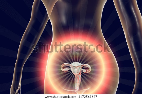 Anatomy of female reproductive system, 3D illustration. Female