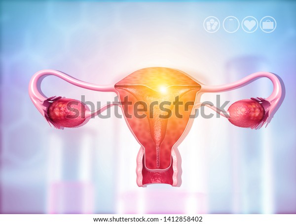 Anatomy of female reproductive system. 3d render