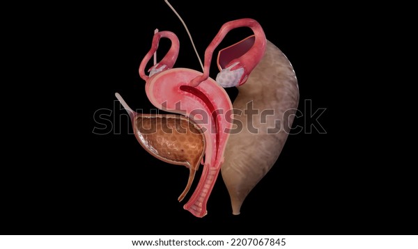 Anatomy of\
female reproductive system,3D\
rendering