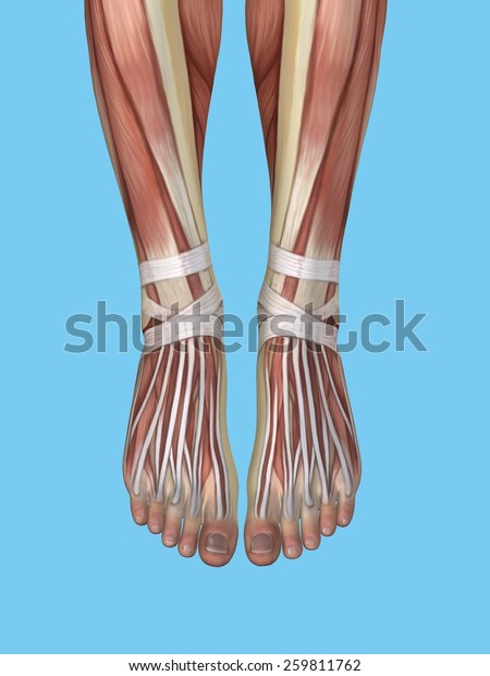 Anatomy of foot\
featuring extensor digitorum longus tendons, inferior extensor\
retinaculum, dorsal interosseous muscles, peroneus brevis muscle\
and peroneus longus tendon.\
