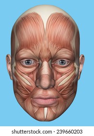 Anatomy front view of major face muscles of a male including occipitofrontalis, procerus, masseter, orbicularis, zygomaticus, buccinator and cranial aponeurosis. 