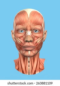 Anatomy front view of major face muscles of a woman including procerus, masseter, orbicularis oculi, zygomaticus, buccinator and nasalis. 