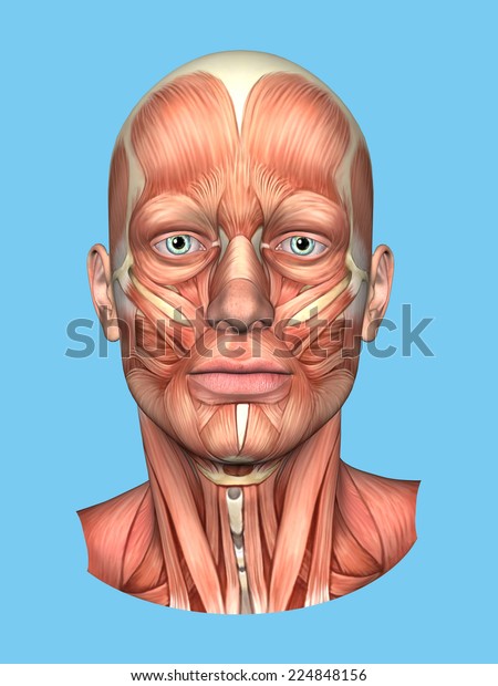 Anatomy front view\
of major face muscles of a man including occipitofrontalis,\
procerus, masseter, orbicularis, zygomaticus, buccinator and\
cranial aponeurosis.\
