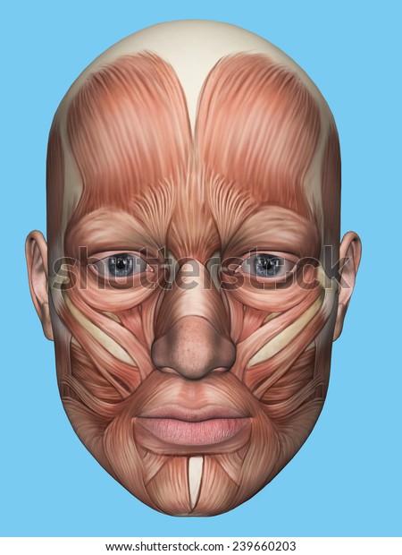 Anatomy front view\
of major face muscles of a male including occipitofrontalis,\
procerus, masseter, orbicularis, zygomaticus, buccinator and\
cranial aponeurosis.\
