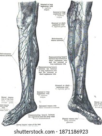 The Anatomy Of The Great Saphenous Vein Of The Leg