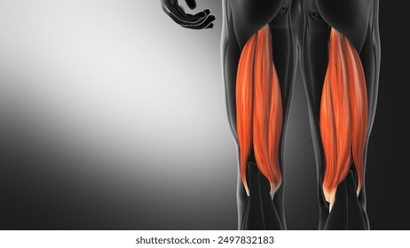 Anatomy of the Hamstring Muscles 3d illustration