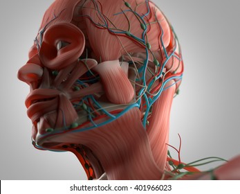 Anatomy head muscles. 3D illustration.