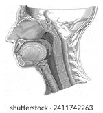 Anatomy of the head, Robbert Muys, after Gerard Sandifort, 1752 - 1825 Anatomical section of a head.