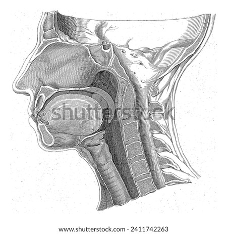 Anatomy of the head, Robbert Muys, after Gerard Sandifort, 1752 - 1825 Anatomical section of a head. Foto stock © 