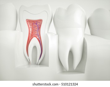 Anatomy Healthy Teeth 3d Rendering Stock Illustration 510121324 ...