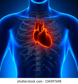 Anatomy Heart - Chest Medical Scan