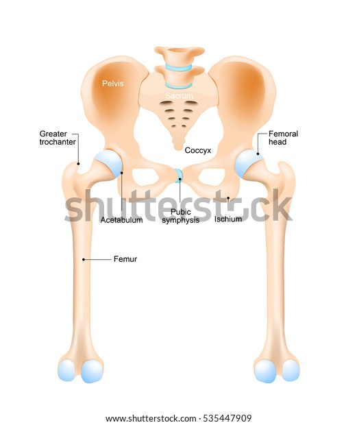 Anatomy Hip Human Femur Pelvis Stock Illustration 535447909