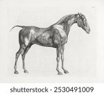 The Anatomy of the Horse (1766) print by George Stubbs. Vintage horse art drawing, old illustration, horse and animal art print painting.