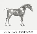 The anatomy of the horse (1853) print in high resolution by George Stubbs.  Vintage horse illustration, art drawing, old illustration, horse art print.