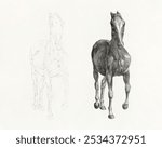 The anatomy of the horse (1853) print in high resolution by George Stubbs. Vintage horse illustration, art drawing, old illustration, horse anatomy art print.