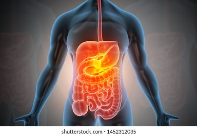 Anatomy Of Human Body With Digestive System. 3d Illustration