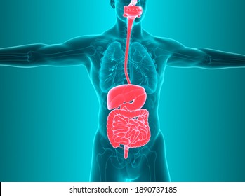 Anatomy Of Human Body With Digestive System. 3d Illustration