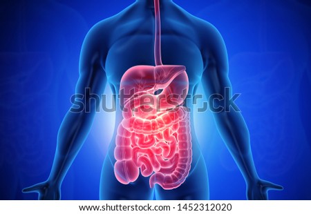 Anatomy of human body with digestive system. 3d illustration	 Stock foto © 