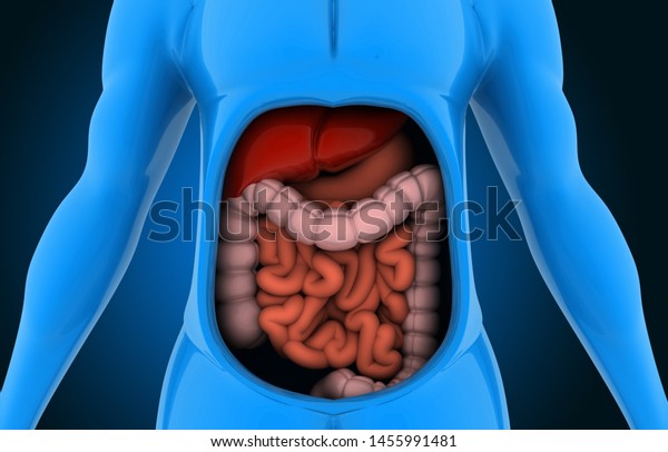 Anatomy Human Body Digestive System 3d Stock Illustration 1455991481 ...