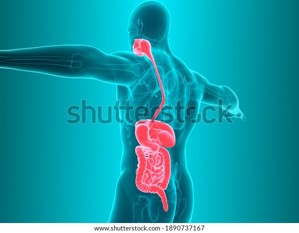 Anatomy of human body with digestive system.\
3d illustration