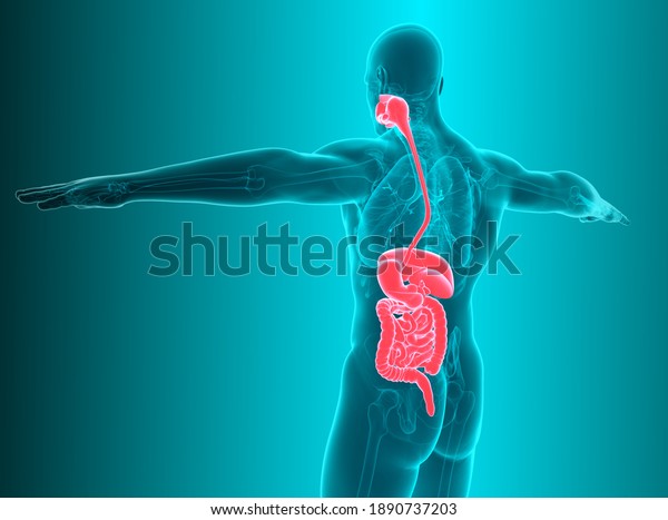 Anatomy Human Body Digestive System 3d Stock Illustration 1890737203 