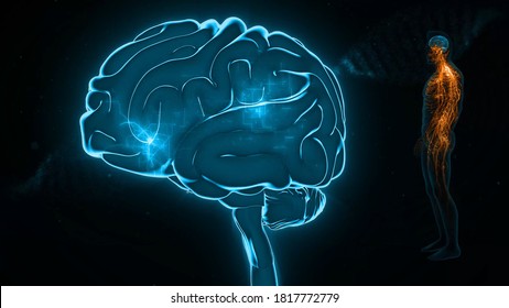 Anatomy Of Human Brain 3d Illustration