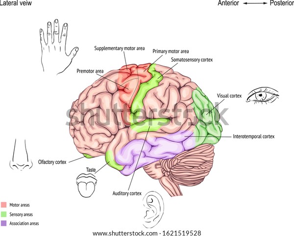 Anatomy Human Brain Areas Cerebral Cortex Stock Illustration 1621519528