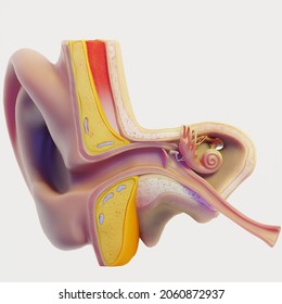 Anatomy of human ear. Physiology and diagram of human ear. 3d illustration of human ear for educational purposes. Cross section of ear.