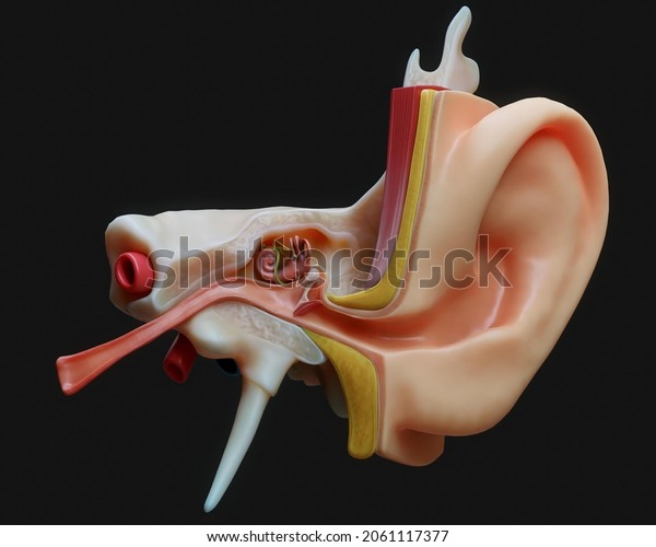 Anatomy of human ear. Physiology and diagram of\
human ear. 3d illustration of human ear for educational purposes.\
Cross section of\
ear.
