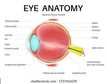 Anatomy of the Human Eye.
