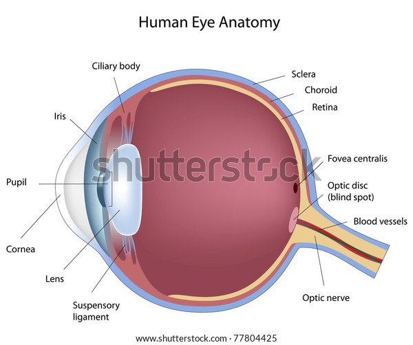 Anatomy Human Eye Stock Illustration 77804425