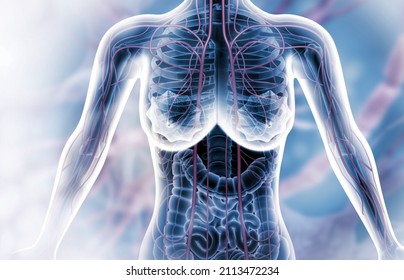 Anatomy of Human female body with internal organs. 3d illustration
