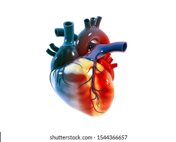 Anatomy Human Heart On White Background Stock Illustration 1544366657 ...