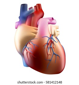 Anatomy Of Human Heart Soft Concept 3D Illustration - Isolated On White