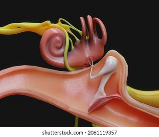 Anatomy of human inner ear. Physiology and diagram of human inner ear. 3d illustration of human inner ear for educational purposes. Cross section of inner ear.