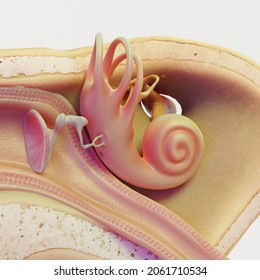 Anatomy Of Human Inner Ear. Physiology And Diagram Of Human Inner Ear. 3d Illustration Of Human Inner Ear For Educational Purposes. Cross Section Of Inner Ear.