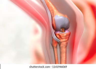 Anatomy Of Human Knee Joint. 3d Illustration