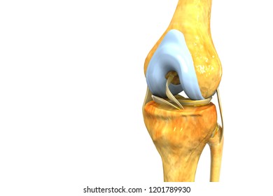 Anatomy Human Knee Joint 3d Illustration Stock Illustration 1201789930 ...